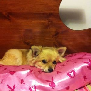 Meet your Posher, Lynette